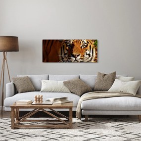 Obraz tigra (120x50 cm)