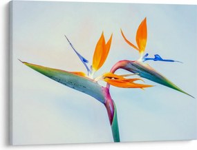 Obraz kvetu Strelícia (70x50 cm)