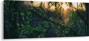 Obraz presvitajúceho slnka cez vetvičky stromov (120x50 cm)