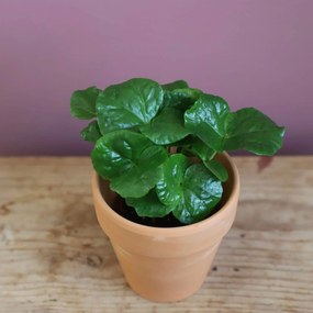 Coffea arabica Kávovník Arabský baby