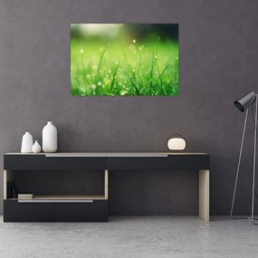 Obraz - rosa na tráve (90x60 cm)