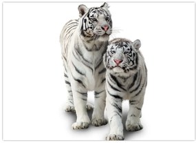 Sklenený obraz - Biely tiger (70x50 cm)