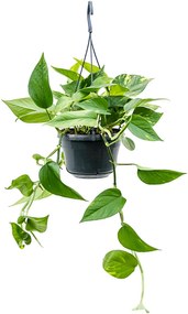 Scindapsus (Epipremnum) Aureum hanger 15x30 cm