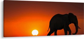 Obraz slona pri západe slnka (120x50 cm)