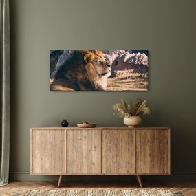 Obraz ležiaceho leva (120x50 cm)
