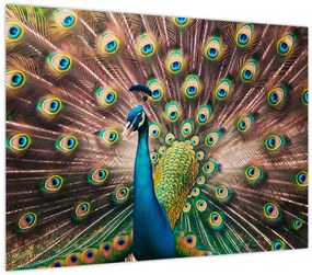 Obraz - Páv (70x50 cm)