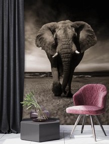 Gario Fototapeta Tmavý slon Materiál: Vliesová, Rozmery: 150 x 210 cm