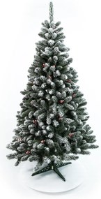 Limpol Borovica Iza s červenými bobuľami zasnežená Výška stromčeka: 220 cm