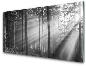 Skleneny obraz Les príroda lúče slnka 140x70 cm