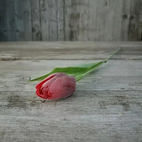 tulipán umelý tmavočervený jemne bielený 43cm, cena za 1ks