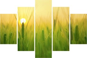 Obraz - Pole s obilím (150x105 cm)