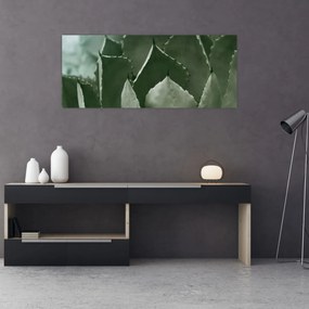 Obraz - Zelená agáve (120x50 cm)