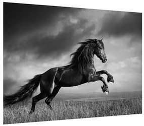 Čiernobiely obraz koňa (70x50 cm)