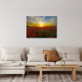 braz poľa vlčích makov (70x50 cm)