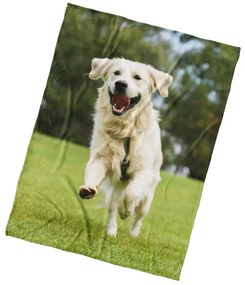 BedTex Deka mikroplyš Pes Zlatý Retriever, 150 x 200 cm