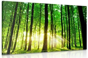 Obraz svieži zelený les - 90x60