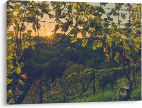 Obraz - Vinice (70x50 cm)