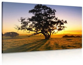 Obraz osamelý strom pri západe slnka
