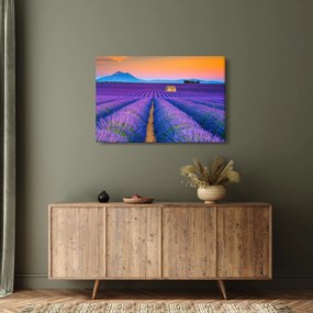 Obraz - Levanduľové pole (90x60 cm)