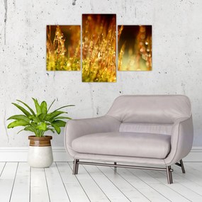 Obraz - Detail rosy (90x60 cm)