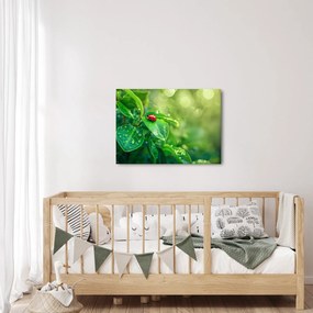 Obraz - Lienka (70x50 cm)