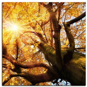 Obraz na plátne - Slnko cez vetvi stromu - štvorec 3240A (50x50 cm)