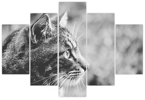 Obraz - Mačka (150x105 cm)