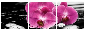 Obraz orchideí