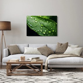 Obraz - List po daždi (90x60 cm)