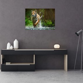Obraz bežiaceho tigra (70x50 cm)
