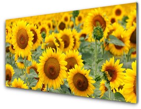 Skleneny obraz Slnečnica rastlina príroda 140x70 cm