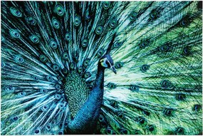 Nástenná sklenená dekorácia páv Peacock – 120*0,4*80 cm