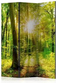 Paraván - Forest Rays [Room Dividers] Veľkosť: 135x172, Verzia: Akustický
