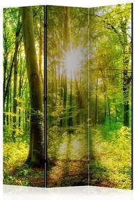 Paraván - Forest Rays [Room Dividers] Veľkosť: 135x172, Verzia: Jednostranný