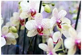 Fototapeta Vliesová Kvety orchideí 312x219 cm