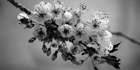 Obraz kvitnúci konárik čerešne v čiernobielom prevedení Varianta: 100x50