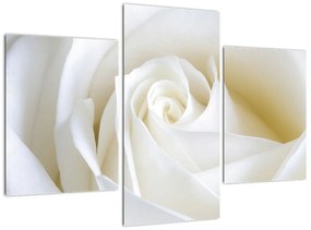 Obraz biele ruže