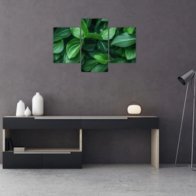 Obraz - Zelené listy (90x60 cm)