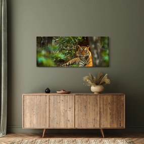 Obraz odpočívajúceho tigra (120x50 cm)