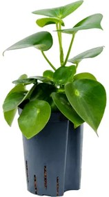 Peperomia polybotrya Raindrop 15/19 výška 35 cm