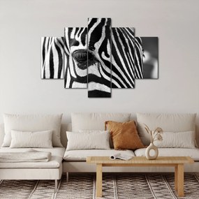 Obraz zebry (150x105 cm)