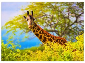 Sklenený obraz žirafy v Afrike (70x50 cm)