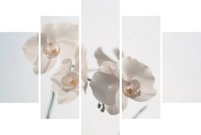 Obraz bielej orchidey (150x105 cm)
