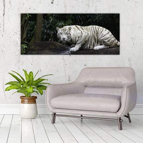 Obraz - Tiger albín (120x50 cm)