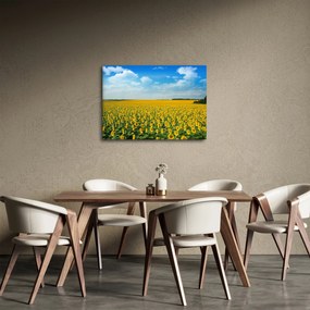 Obraz - pás slnečníc (70x50 cm)