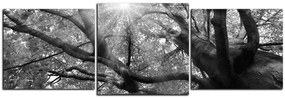 Obraz na plátne - Slnko cez vetvi stromu - panoráma 5240QD (90x30 cm)