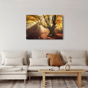 Obraz - Jesenný svit (90x60 cm)