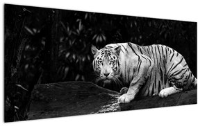 Obraz - Tiger albín, čiernobiely (120x50 cm)