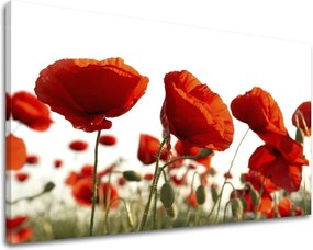 Obraz na stenu KVETY MAKY XOBKV118E11 - 20x30 cm