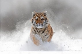 Sklenený obraz bežiaceho tigra v snehu (70x50 cm)